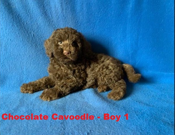 Toy Cavoodle / Cavapoo – Chocolate Boy. I am arriving into store on 14 May at Puppy Palace Pet Shop, Loganholme