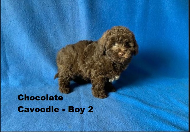 Toy Cavoodle / Cavapoo – Chocolate Boy. I am arriving into store on 14 May at Puppy Palace Pet Shop, Loganholme