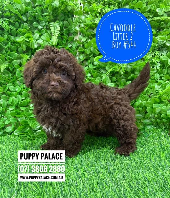 $2995 – Cavoodle/Cavapoo – Chocolate Boy. Litter 2. I am in store now at Puppy Palace Pet Shop, Loganholme