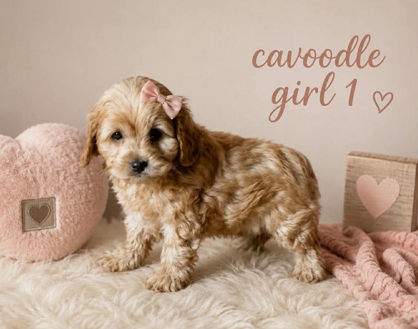 Cavoodle  (Gold Mini Poodle X Ruby Cavalier) – Girl. I am arriving into store at Puppy Palace Pet Shop & available to go home on the 28 May. I am 6 weeks old in this photo.