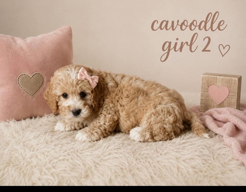 Cavoodle  (Gold Mini Poodle X Ruby Cavalier) – Girl. I am arriving into store at Puppy Palace Pet Shop & available to go home on the 28 May. I am 6 weeks old in this photo.