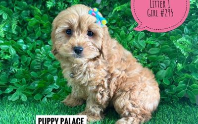 $2995 – Cavoodle/Cavapoo (Gold Poodle X Ruby Cavalier) – Girl. (Litter 1). I am now in store at Puppy Palace Pet Shop, Loganholme. 07 3808 2880
