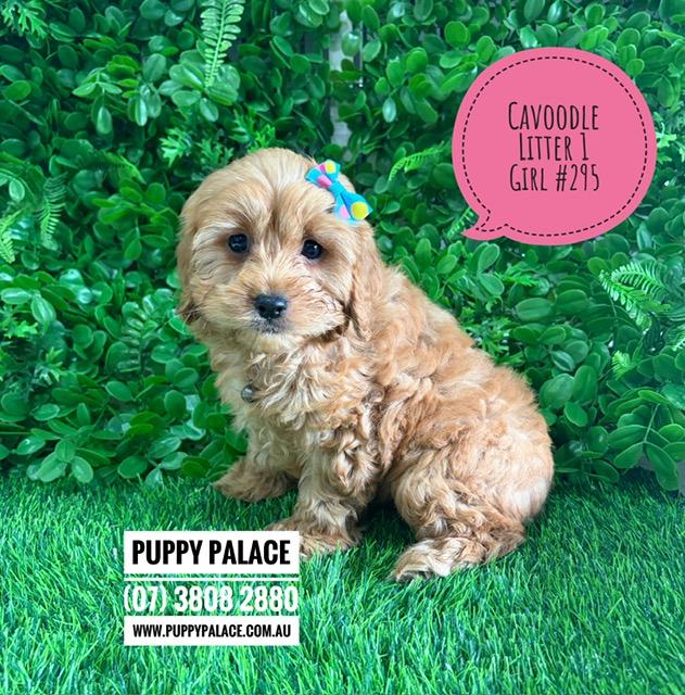 $2995 – Cavoodle/Cavapoo (Gold Poodle X Ruby Cavalier) – Girl. (Litter 1). I am now in store at Puppy Palace Pet Shop, Loganholme. 07 3808 2880