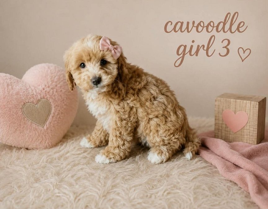 Cavoodle (Gold Mini Poodle X Ruby Cavalier) – Girl. I am arriving into store at Puppy Palace Pet Shop & available to go home on the 28 May. I am 6 weeks old in this photo.