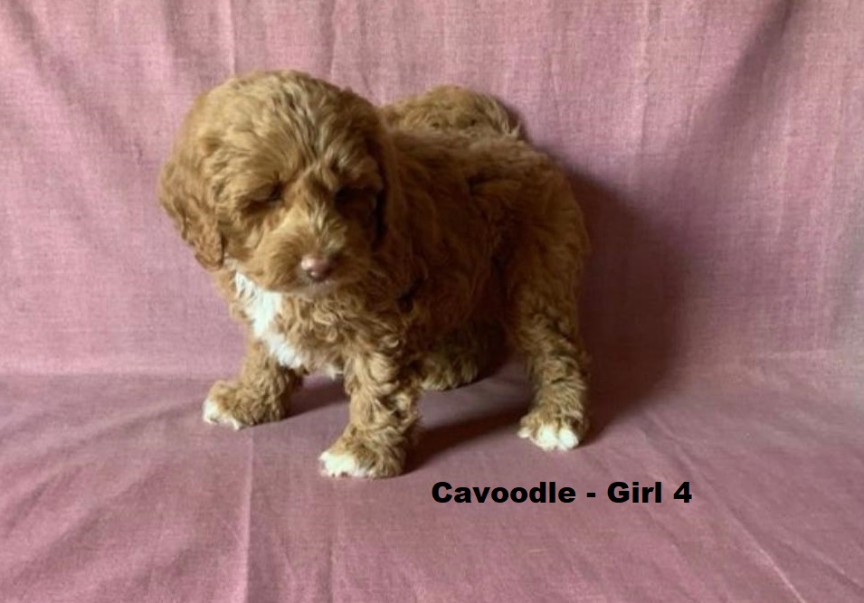 Cavoodle  (Gold Mini Poodle X Ruby Cavalier) – Girl. I am arriving into store at Puppy Palace Pet Shop & available to go home on the 28 May. I am 6 weeks old in this photo.