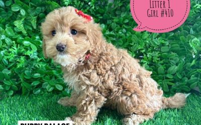 $2995 – Cavoodle/Cavapoo (Gold Poodle X Ruby Cavalier) – Girl. (Litter 1). I am now in store at Puppy Palace Pet Shop, Loganholme. 07 3808 2880
