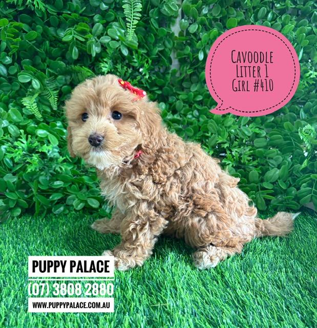 $2995 – Cavoodle/Cavapoo (Gold Poodle X Ruby Cavalier) – Girl. (Litter 1). I am now in store at Puppy Palace Pet Shop, Loganholme. 07 3808 2880
