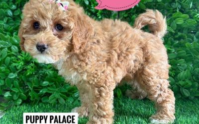 $2995 – Cavoodle/Cavapoo (Gold Poodle X Ruby Cavalier) – Girl. (Litter 1). I am now in store at Puppy Palace Pet Shop, Loganholme. 07 3808 2880