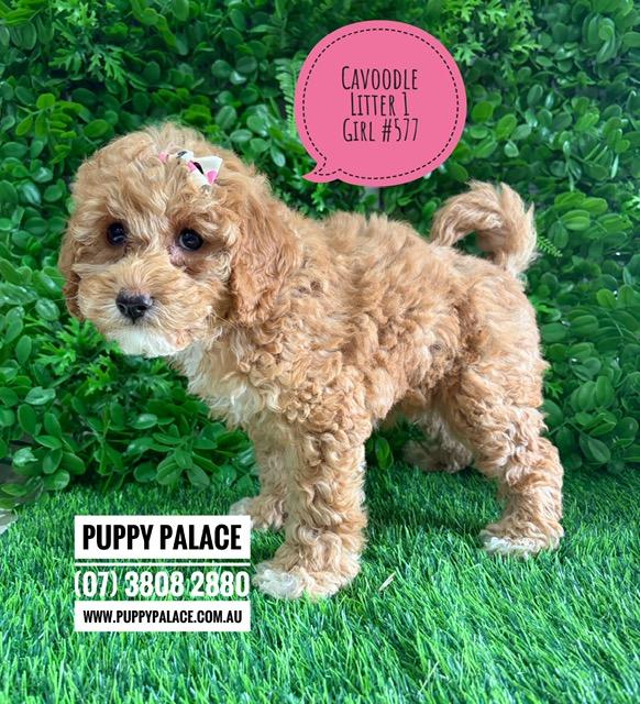 $2995 – Cavoodle/Cavapoo (Gold Poodle X Ruby Cavalier) – Girl. (Litter 1). I am now in store at Puppy Palace Pet Shop, Loganholme. 07 3808 2880