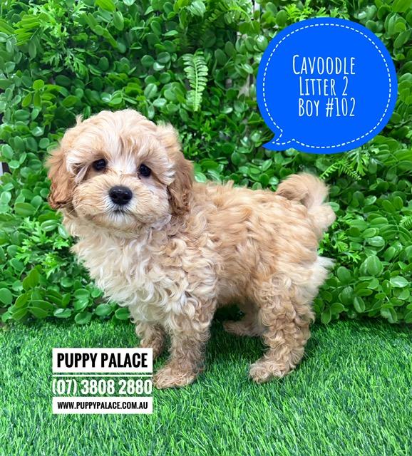 $2995 – Cavoodle/Cavapoo – Gold Boy. Litter 2. I am in store now at Puppy Palace Pet Shop, Loganholme