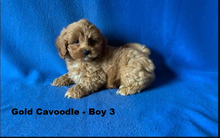 Toy Cavoodle / Cavapoo – Gold Boy. I am arriving into store on 14 May at Puppy Palace Pet Shop, Loganholme