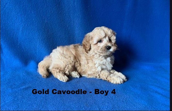 Toy Cavoodle / Cavapoo – Gold Boy. I am arriving into store on 14 May at Puppy Palace Pet Shop, Loganholme