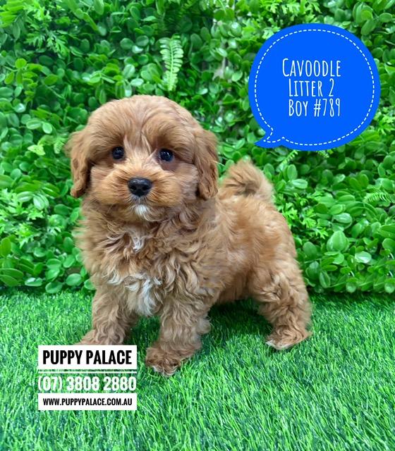 Cavoodle/Cavapoo – Gold Boy. Litter 2. I am in store now at Puppy Palace Pet Shop, Loganholme
