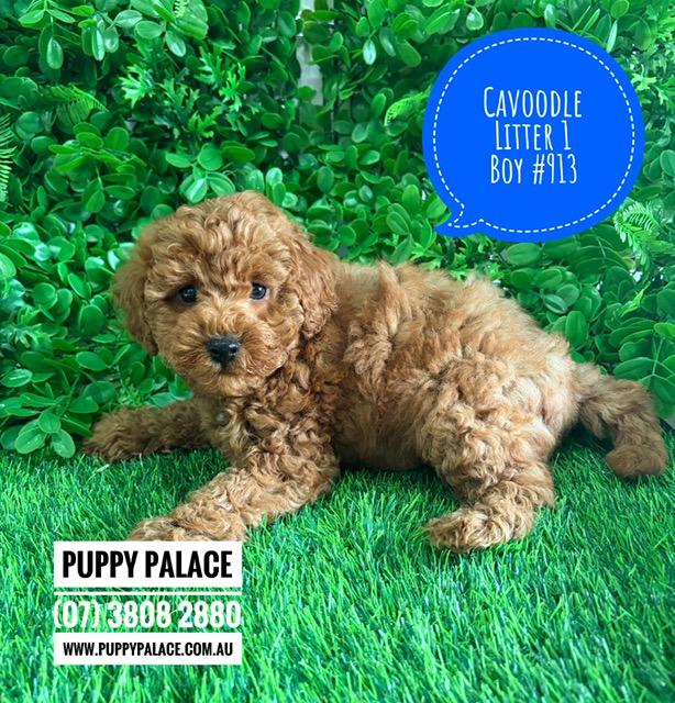 $2995 – Cavoodle/Cavapoo (Gold Poodle X Ruby Cavalier) – Boy. (Litter 1). I am now in store at Puppy Palace Pet Shop, Loganholme. 07 3808 2880