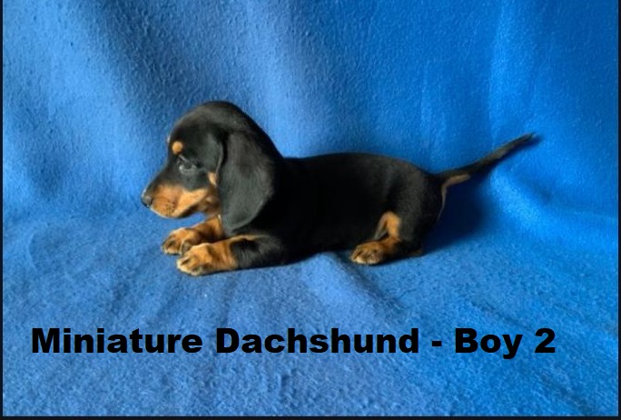 Miniature dachshund – Black/Tan Boy. I am arriving into store and available to go home on the 14 May.