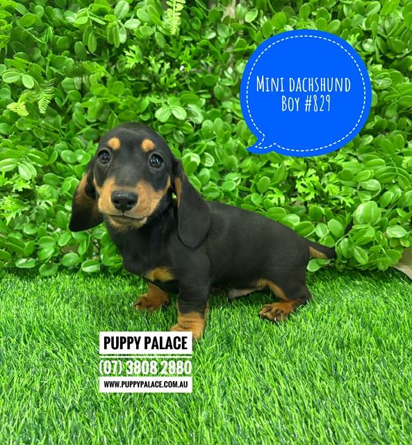 Mini Dachshund – Black/Tan Boy. I am in store now at Puppy Palace Pet Shop, Loganholme.