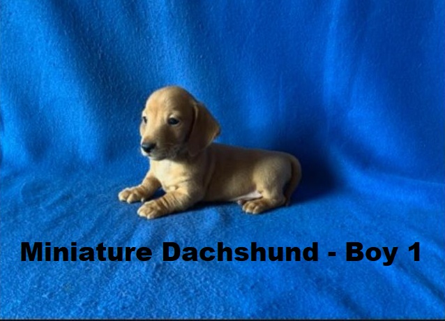 Miniature dachshund – Red Boy. I am arriving into store and available to go home on the 14 May – I AM NOW SOLD