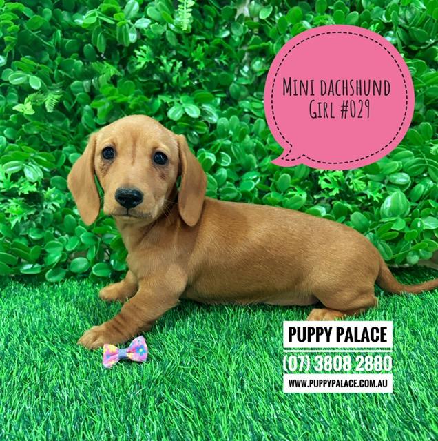 $1995 – Mini Dachshund – Red Girl. I am in store now at Puppy Palace Pet Shop, Loganholme
