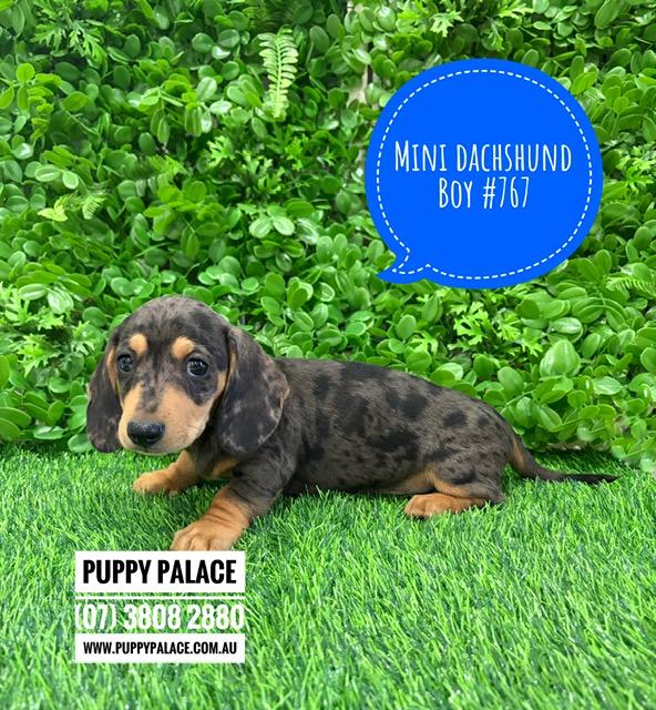 $2295 – Mini Dachshund – Silver Dapple Boy.  I am in store now at Puppy Palace Pet Shop, Loganholme