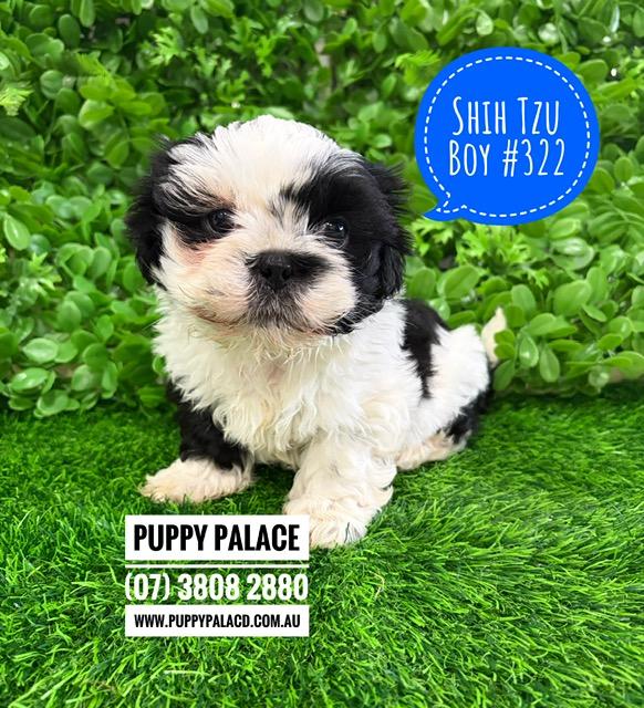 $2495 – Purebred Shih Tzu Puppies – Boy. I am in store now at Puppy Palace Pet Shop, Loganholme. 07 3808 2880