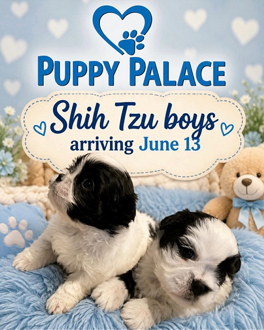 Purebred Shih Tzu Puppies – Boys. We are arriving into store at Puppy Palace Pet Shop, Loganholme & available to go home on the 13 June.