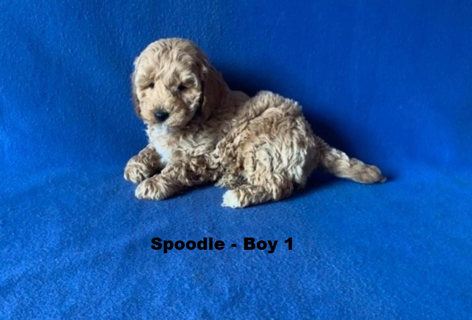 Spoodle  (Spoodle X Red Toy Poodle) – Boy. I am arriving into store at Puppy Palace Pet Shop & available to go home on the 28 May. I am 6 weeks old in this photo.