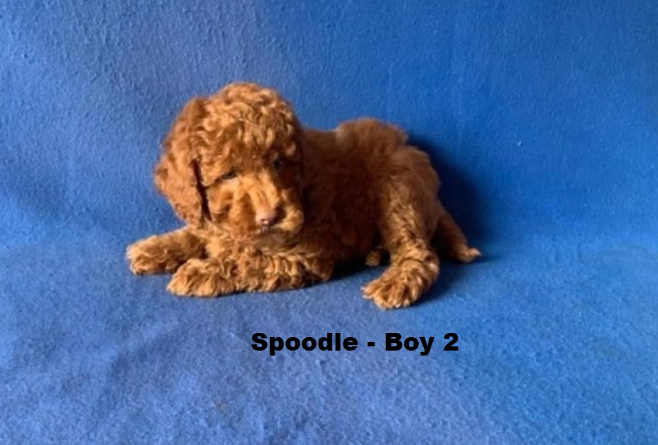 Spoodle  (Spoodle X Red Toy Poodle) – Boy. I am arriving into store at Puppy Palace Pet Shop & available to go home on the 28 May. I am 6 weeks old in this photo.