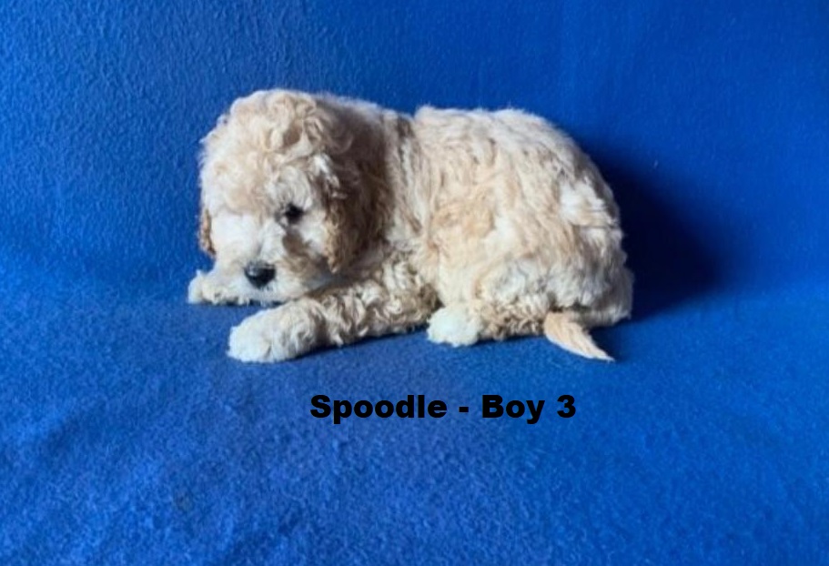 Spoodle  (Spoodle X Red Toy Poodle) – Boy. I am arriving into store at Puppy Palace Pet Shop & available to go home on the 28 May. I am 6 weeks old in this photo.
