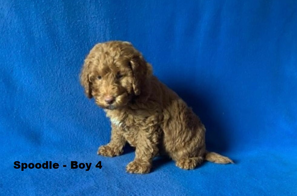 Spoodle  (Spoodle X Red Toy Poodle) – Boy. I am arriving into store at Puppy Palace Pet Shop & available to go home on the 28 May. I am 6 weeks old in this photo.