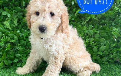 $2595 – Spoodle/Cockapoo – Boy. I am now in store at Puppy Palace Pet Shop, Loganholme. 07 3808 2880
