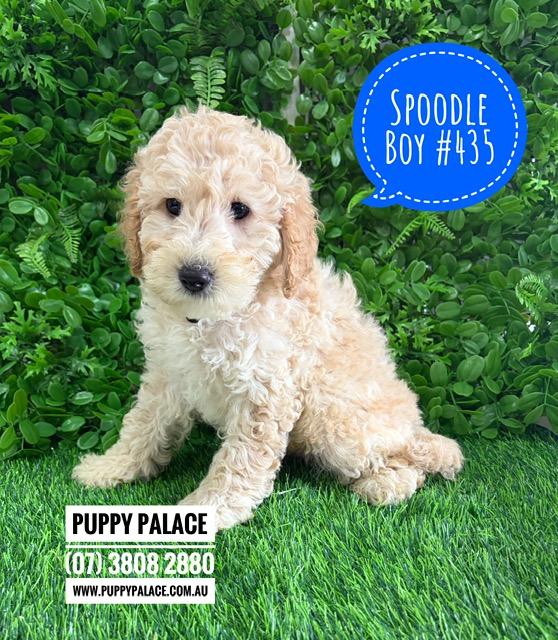 $2595 – Spoodle/Cockapoo – Boy.  I am now in store at Puppy Palace Pet Shop, Loganholme. 07 3808 2880