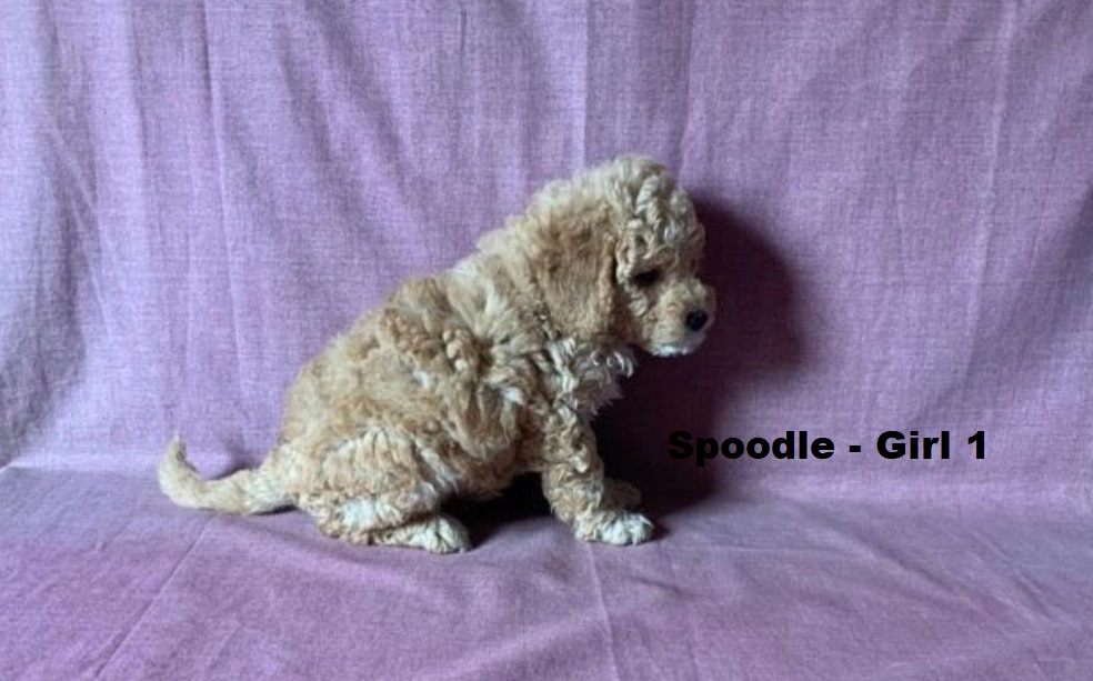 Spoodle  (Spoodle X Red Toy Poodle) – Girl. I am arriving into store at Puppy Palace Pet Shop & available to go home on the 28 May. I am 6 weeks old in this photo.