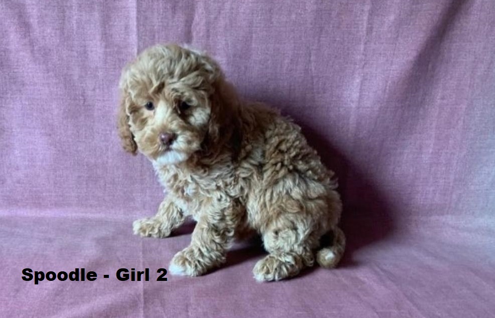 Spoodle  (Spoodle X Red Toy Poodle) – Girl. I am arriving into store at Puppy Palace Pet Shop & available to go home on the 28 May. I am 6 weeks old in this photo.