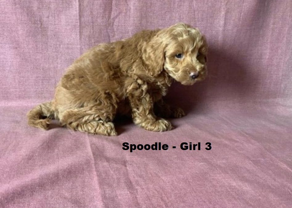Spoodle  (Spoodle X Red Toy Poodle) – Girl. I am arriving into store at Puppy Palace Pet Shop & available to go home on the 28 May. I am 6 weeks old in this photo.
