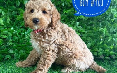 $2595 – Spoodle/Cockapoo – Boy. I am now in store at Puppy Palace Pet Shop, Loganholme. 07 3808 2880
