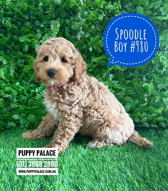 $2595 – Spoodle/Cockapoo – Boy.  I am now in store at Puppy Palace Pet Shop, Loganholme. 07 3808 2880