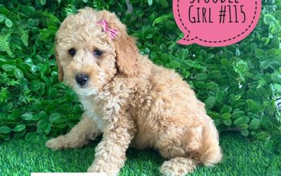 $2595 – Spoodle/Cockapoo – Girl. I am now in store at Puppy Palace Pet Shop, Loganholme. 07 3808 2880