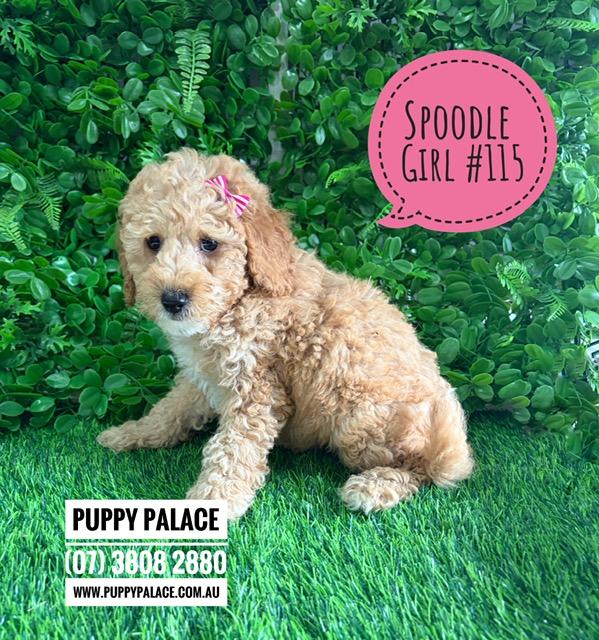 $2595 – Spoodle/Cockapoo – Girl. I am now in store at Puppy Palace Pet Shop, Loganholme. 07 3808 2880