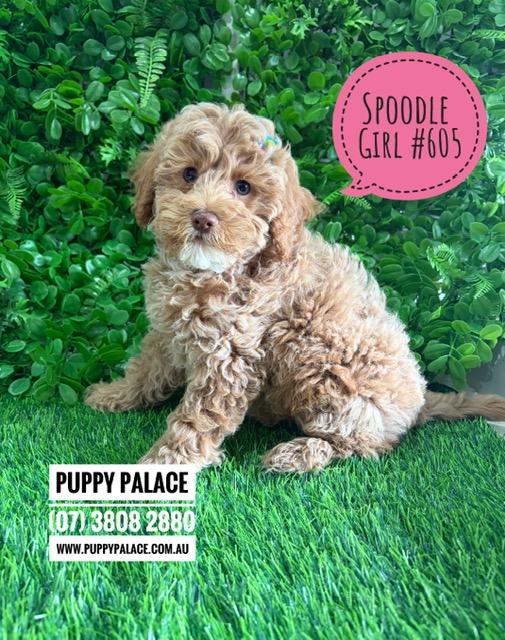 $2595 – Spoodle/Cockapoo – Girl.  I am now in store at Puppy Palace Pet Shop, Loganholme. 07 3808 2880