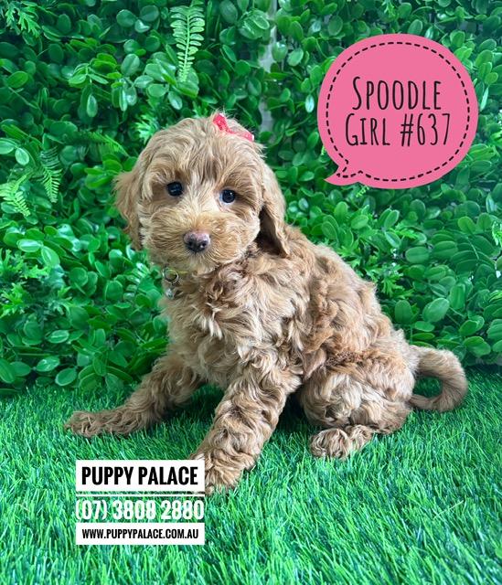 $2595 – Spoodle/Cockapoo – Girl.  I am now in store at Puppy Palace Pet Shop, Loganholme. 07 3808 2880