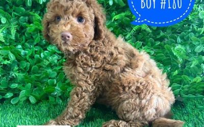 $2595 – Spoodle/Cockapoo – Red Boy. I am now in store at Puppy Palace Pet Shop, Loganholme. 07 3808 2880