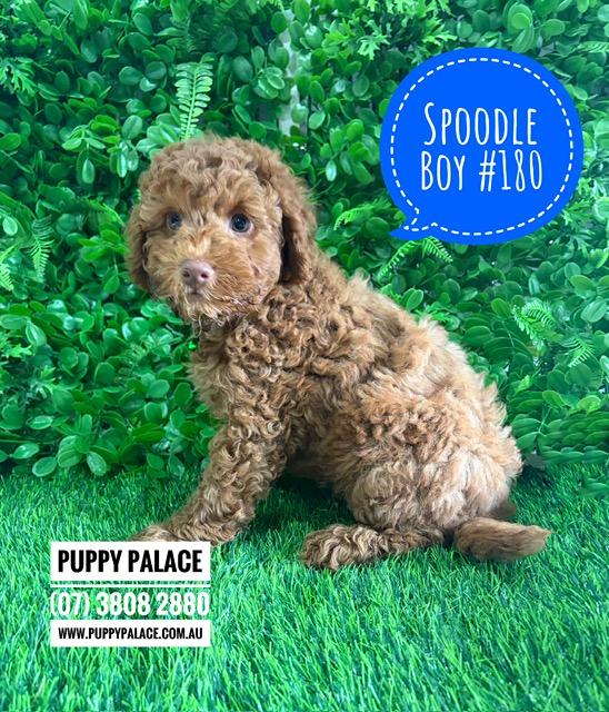 $2595 – Spoodle/Cockapoo – Red Boy.  I am now in store at Puppy Palace Pet Shop, Loganholme. 07 3808 2880