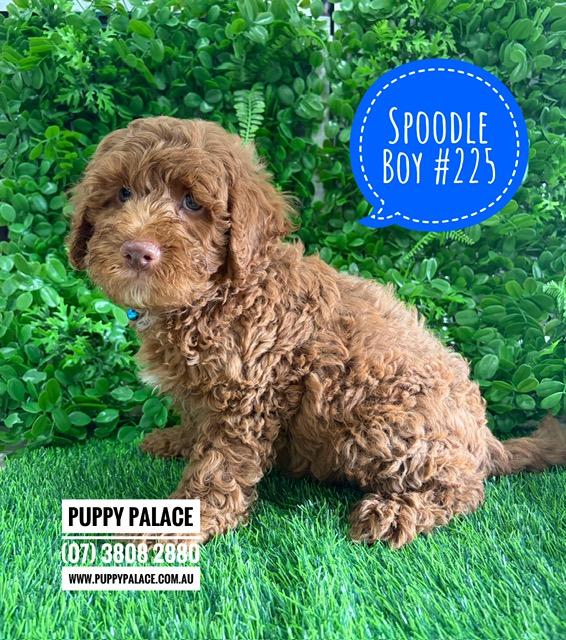 $2595 – Spoodle/Cockapoo – Red Boy.  I am now in store at Puppy Palace Pet Shop, Loganholme. 07 3808 2880