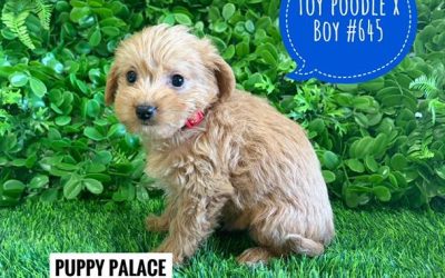 $1695 – Toy Poodle X Chihuahua/Jack Russell (Poochi X) – Boy. I am now in store at Puppy Palace Pet Shop, Loganholme. 07 3808 2880.