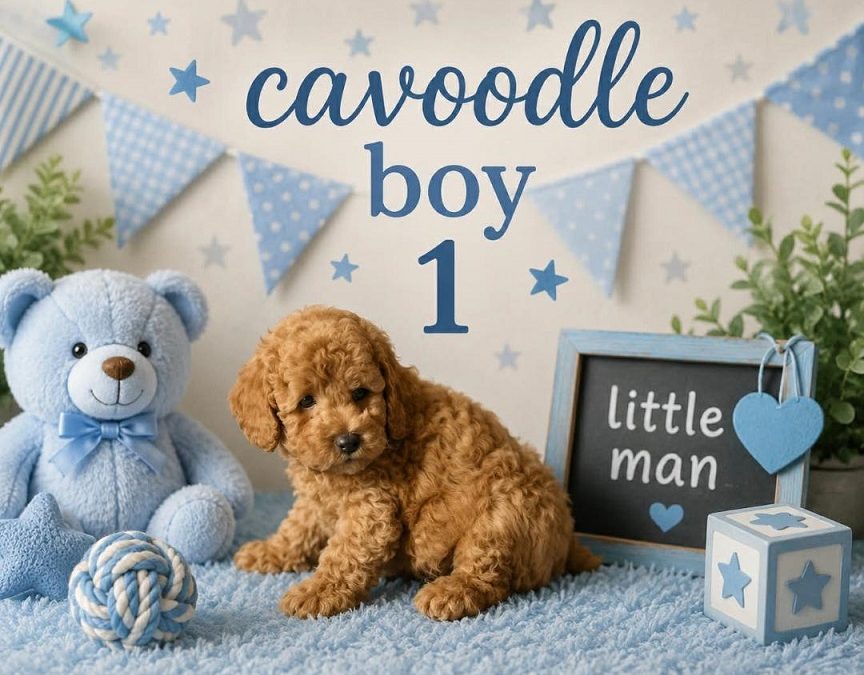 Cavoodle  (Gold Mini Poodle X Ruby Cavalier) – Boy. I am arriving into store at Puppy Palace Pet Shop & available to go home on the 28 May. I am 6 weeks old in this photo.