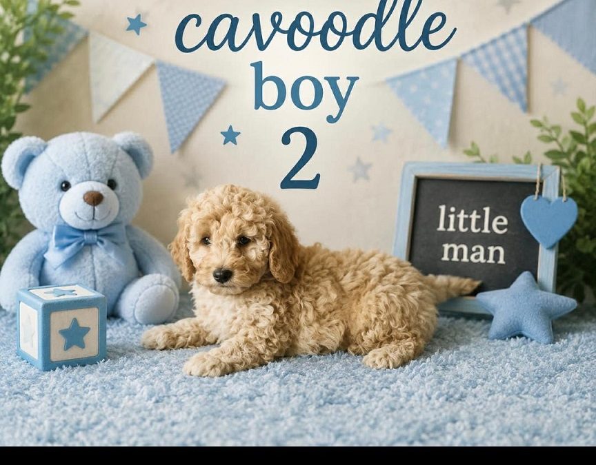 Cavoodle (Gold Mini Poodle X Ruby Cavalier) – Boy. I am arriving into store at Puppy Palace Pet Shop & available to go home on the 28 May. I am 6 weeks old in this photo.