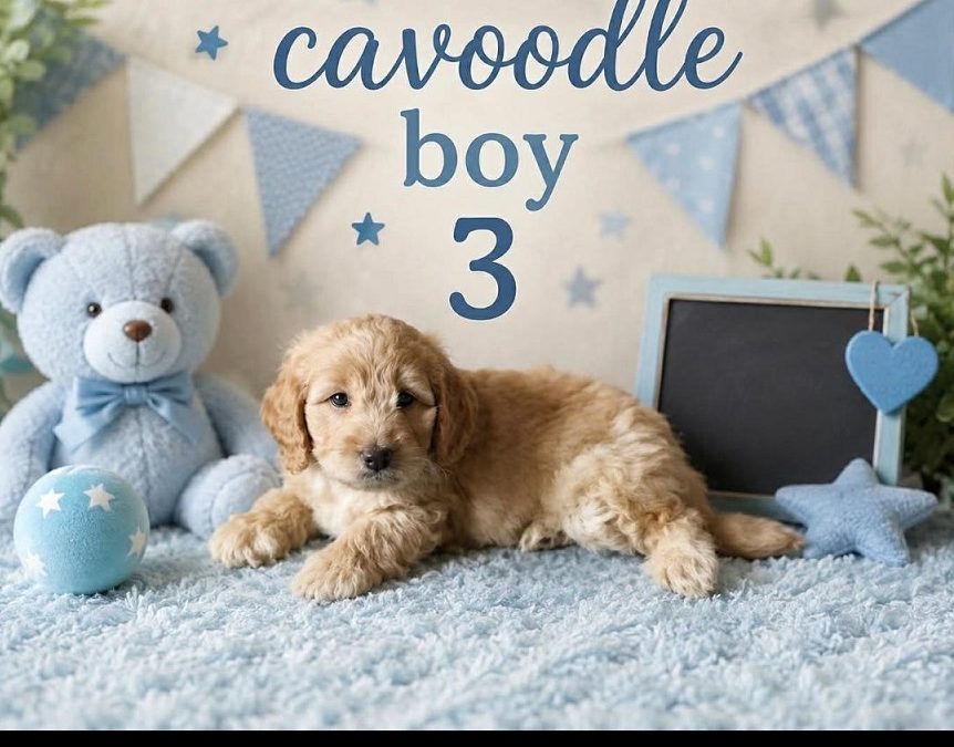 Cavoodle (Mini Gold Poodle X Ruby Cavalier) – Boy. I am arriving into store at Puppy Palace Pet Shop & available to go home on the 28 May. I am 6 weeks old in this photo.