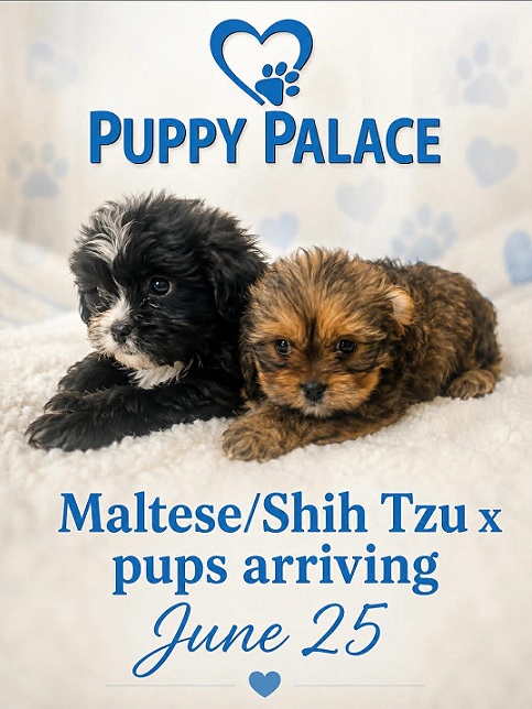 Maltese/Shih Tzu X Cavalier X Puppies – We are arriving into store and available to go home on the 25 June.