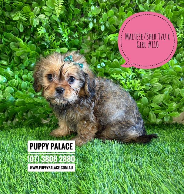 Maltese/Shih Tzu X Cavalier X Puppies – Girl. I am now in store at Puppy Palace Pet Shop, Loganholme. 07 3808 2880