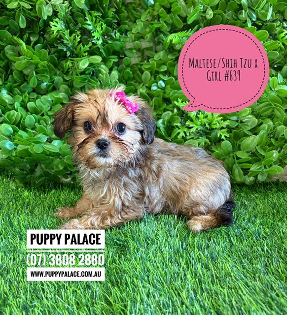 $1995 – Maltese/Shih Tzu X Cavalier X Puppies – Girl. I am now in store at Puppy Palace Pet Shop, Loganholme. 07 3808 2880